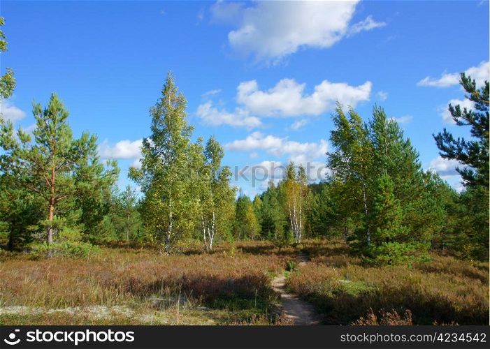 Landscape of young green forest with bright blue sky