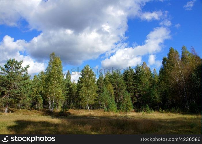 Landscape of young green forest with bright blue sky