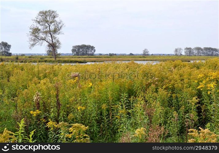 Landscape on nature island Tiengemeten, The Netherlands.