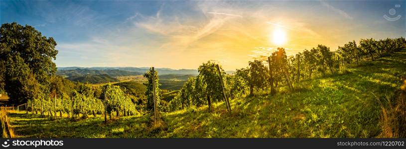 Landscape panorama view of vineyard on an Austrian in Kitzeck im Sausal Leibnitz. Tourist destination. Autumn panorama of Grape rows on vineyard in Austrian town Kitzeck im Sausal Leibnitz
