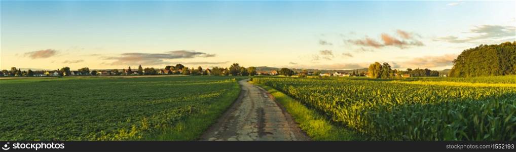 Landscape panorama with road, green corn fields and sunset sky.. Beautiful landscape with road, green corn fields and sunset sky