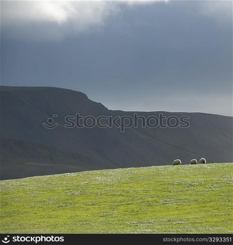 Landscape, pasture and mountain under storm cloud sky, with sheep