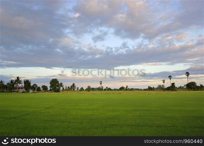landscape photo, green paddy field with beautiful sky background