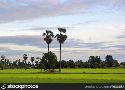 landscape photo, green paddy field with beautiful sky background