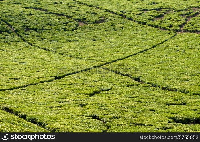 landscape photo of tea plantations with little walk ways criss crossing the fields, creating big green square blocks.