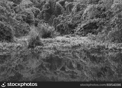 landscape picture of tropical forest reflection on water lake,black and white