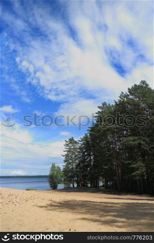 landscape pine trees on the shore of a forest lake