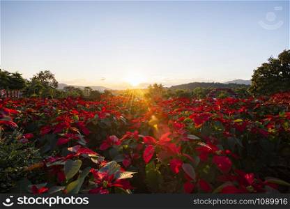 Landscape red poinsettia in the garden with sunset and mountain background / Poinsettia Christmas traditional flower outdoors decorations Merry Christmas