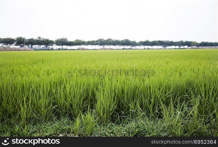 landscape rice field and big tree for background