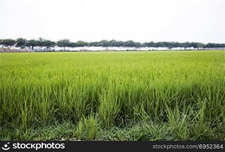 landscape rice field and big tree for background
