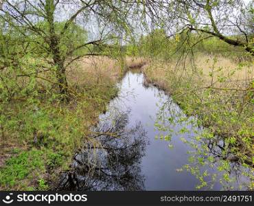 Landscape river with swampy banks, blooming willow against a calm river