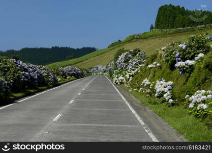 landscape road in sao miguel island, azores