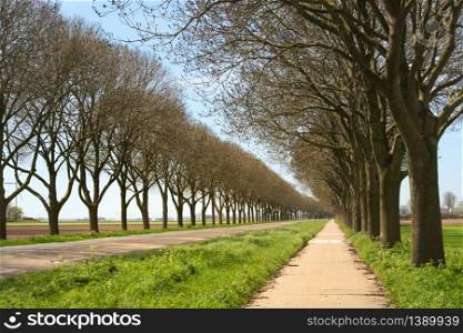 Landscape road with trees and bike path