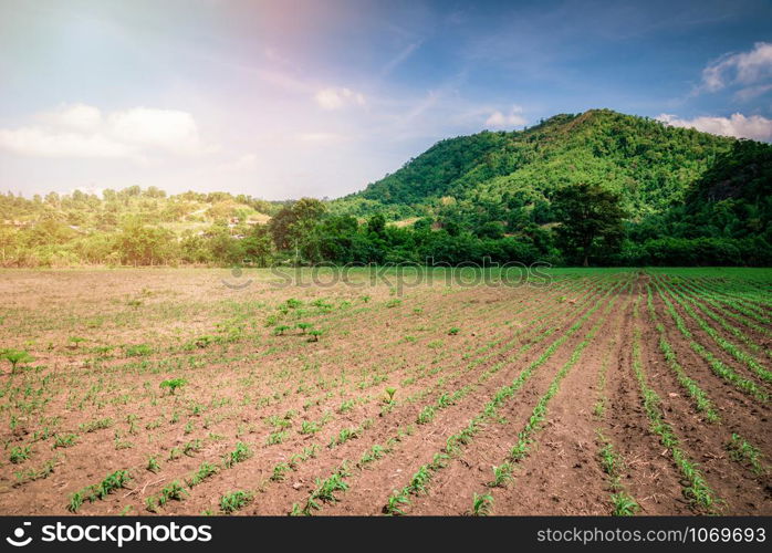 Landscape rural fields with plow agricultural farm area for farmer planting and rock mountain blue sky background / begin farming corn field