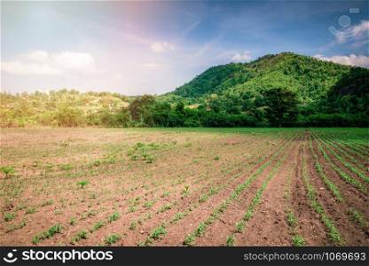 Landscape rural fields with plow agricultural farm area for farmer planting and rock mountain blue sky background / begin farming corn field