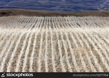 Landscape Saskatchewan Prairie Rurual Scene crop rows stubble