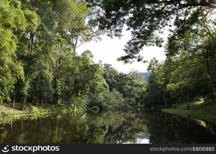 landscape scenary of forest beside pond lake