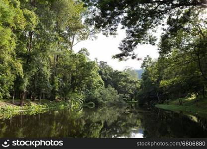 landscape scenary of forest beside pond lake
