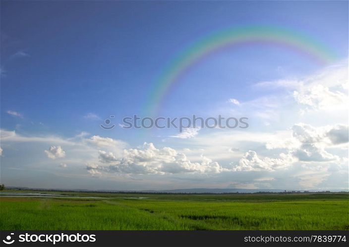 Landscape shot of a paddy field on a sunny day with blue sky and white clouds and rainbow