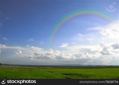 Landscape shot of a paddy field on a sunny day with blue sky and white clouds and rainbow