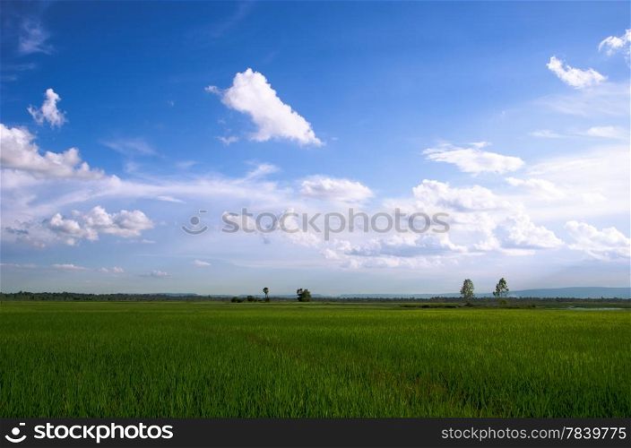 Landscape shot of a paddy field with blue sky and white clouds