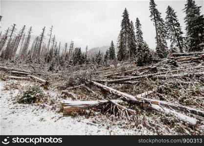 Landscape snow trees and felled trees forest in winter. mountains in the background. Morske Oko. Landscape snow trees and felled trees forest in winter. mountains in the background. Morske Oko, Poland