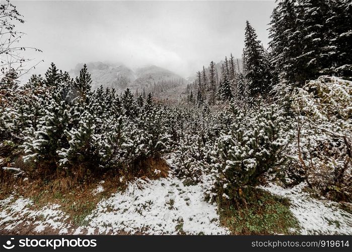 landscape snow trees dense forest in winter. Morske Oko. landscape snow trees dense forest in winter. Morske Oko, Poland
