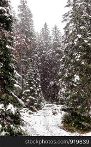 landscape snow trees dense forest in winter. Morske Oko. landscape snow trees dense forest in winter. Morske Oko, Poland