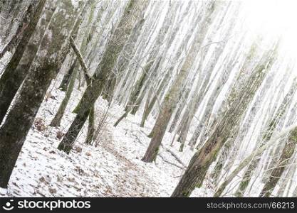 Landscape snow trees forest in winter. Landscape snow trees dense forest in winter