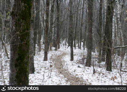 Landscape snow trees forest in winter. Landscape snow trees dense forest in winter