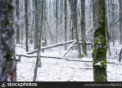 Landscape snow trees forest in winter. Landscape snow trees dense forest in winter