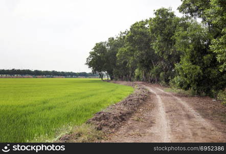 landscape soil road way with rice field and big tree for background