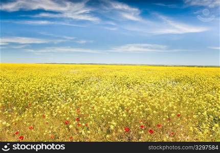 Landscape: spring season, field full of yellow flowers and red poppies. Maroc, Africa.