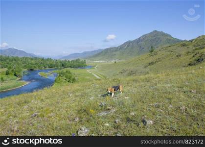 Landscape summer in Mountains Altai Russia the top view