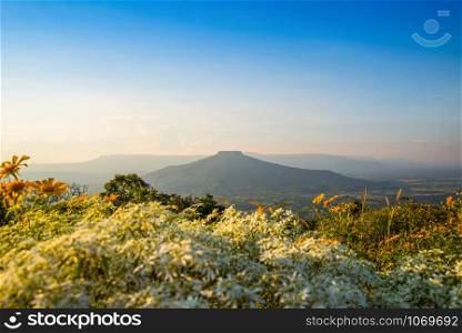 Landscape Thailand beautiful mountain scenery view on hill with tree marigold yellow and white flower field and sunset / phupapoh - phu pa poh , Loei or Fuji of Thailand