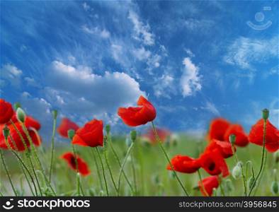 Landscape. The revealed poppies on a rural meadow