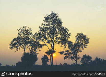 landscape tree sunset