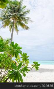 Landscape tropical plants and trees island of Biyadhoo Maldives