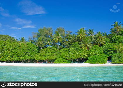 Landscape tropical trees against the background of turquoise water of the ocean