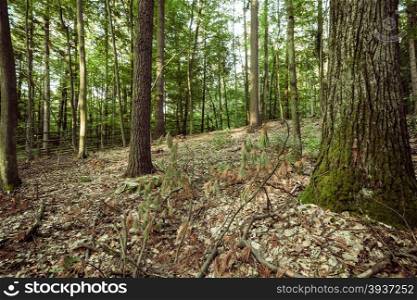 Landscape. View inside of the forest on the trees and wooden fence
