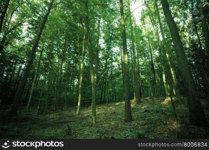 Landscape. View inside of the forest on the trees and wooden fence