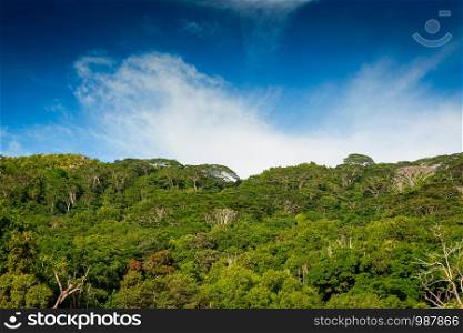 Landscape view of a forest in the beautiful Island of Seychelles