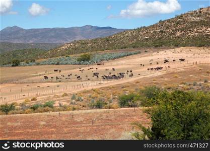 Landscape view of an ostrich farm, Karoo region, Western Cape, South Africa