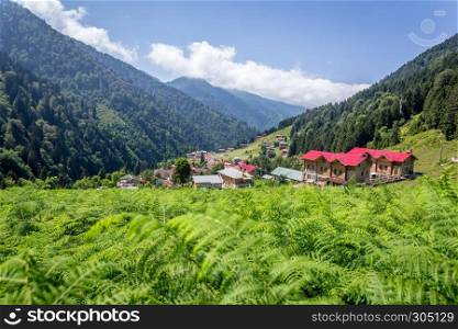 Landscape view of Ayder Plateau in Rize,Turkey.Ayder Valley is popular destination for summer tourism.. Landscape view of Ayder Plateau in Rize,Turkey