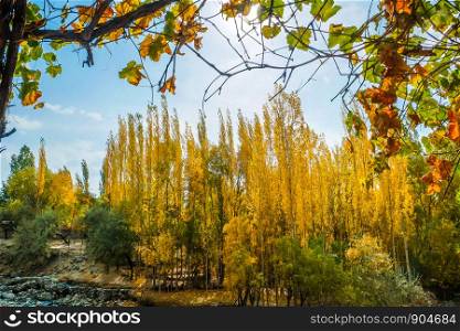 Landscape view of Shigar forest and foliage in autumn. Gilgit Baltistan. Pakistan.