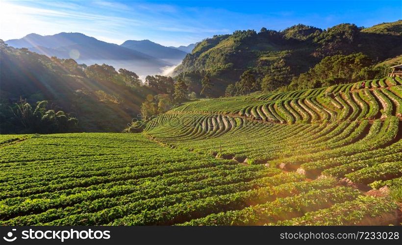 Landscape view of Strawberry garden farmland with sunrise at doi ang khang Chiang Mai, Thailand. with Misty and mountain morning sunrise background