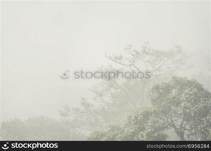 landscape view of tropical forest in Khao Yai National Park, Thailand, vintage filter image