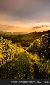 Landscape view of vineyard on hill in evening. Wine grapes growing in south Styria, wine country, famous tourist destination. Wine country Vineyards in Austria, south Styria. Landscape sunset. Grape hills vertical photo