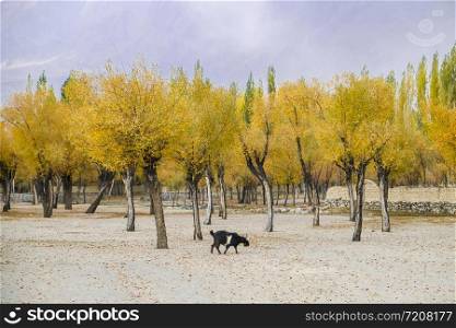 Landscape view of yellow leaves trees in autumn season. Rural village in Skardu. Gilgit Baltistan, Pakistan.
