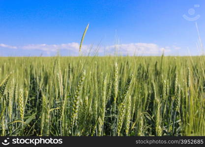 landscape wheat fields on a sunny summer day